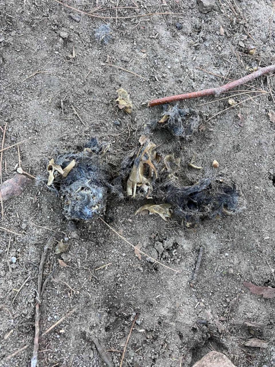 PHOTO: A pellet regurgitated by Flaco, the Eurasian eagle owl who escaped from his Central Park Zoo enclosure on Feb. 2, 2023, shows apparent rodent bones and fur from meals he’s been eating. (Bill Hutchinson/ABC News)