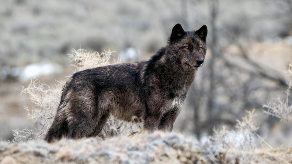 Black wolf at Yellowstone National Park