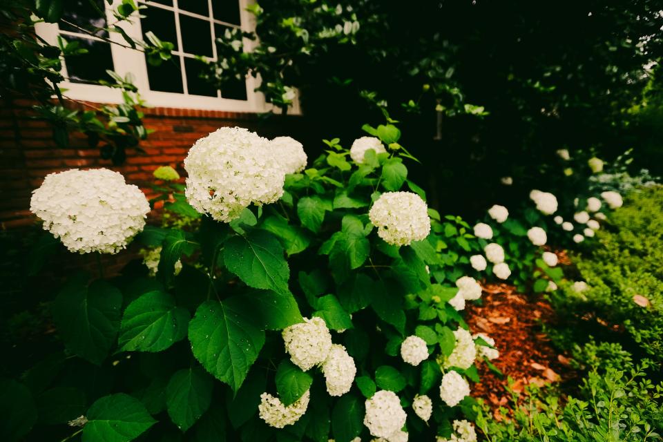 White hydrangeas are in bloom on May 31 at Dixon Gallery u0026 Gardens in Memphis.