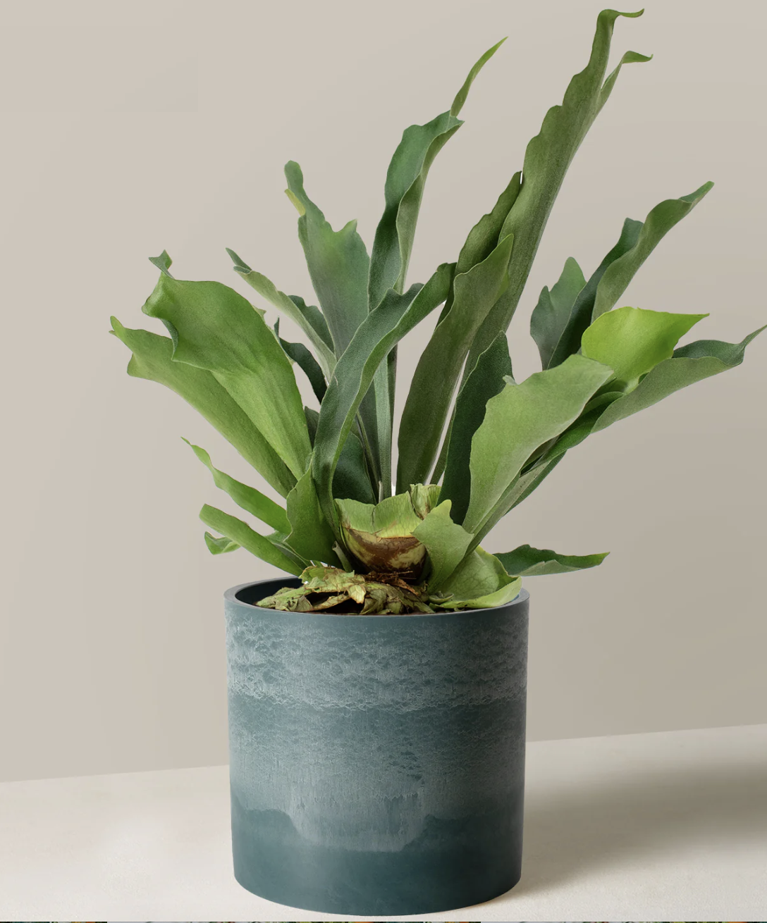 <p><a href="https://go.redirectingat.com?id=74968X1596630&url=https%3A%2F%2Fwww.thesill.com%2Fproducts%2Fstaghorn-fern&sref=https%3A%2F%2Fwww.housebeautiful.com%2Flifestyle%2Fgardening%2Fg2628%2Flow-light-houseplants%2F" rel="nofollow noopener" target="_blank" data-ylk="slk:Shop Now;elm:context_link;itc:0;sec:content-canvas" class="link rapid-noclick-resp">Shop Now</a></p><p>Staghorn Fern</p><p>thesill.com</p><p>$68.00</p><span class="copyright">The Sill</span>