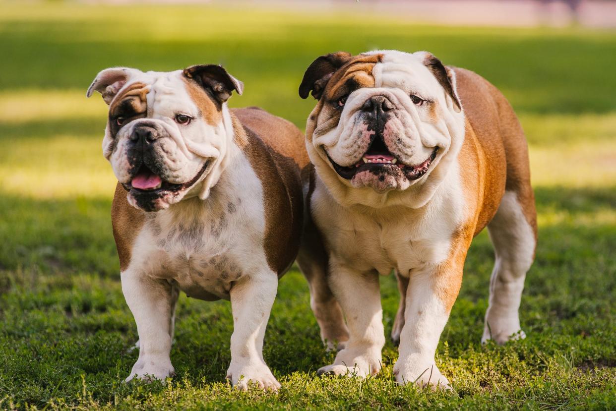 Two English Bulldogs dog puppy outdoors meeting