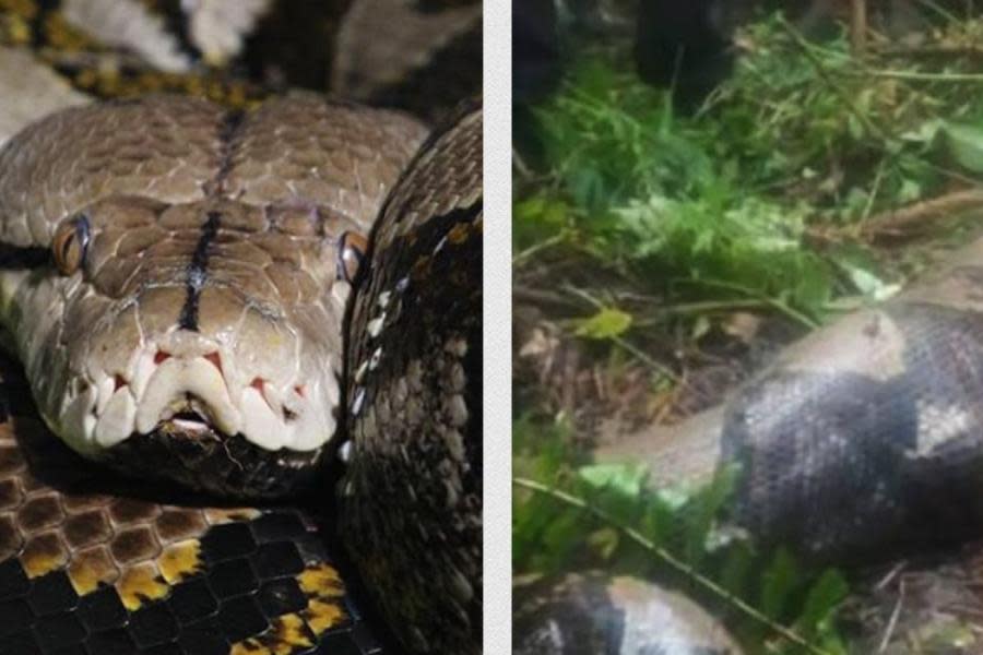 Reportan la muerte de una mujer al ser devorada por una serpiente 