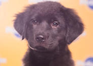 Shadow, a 9-week-old Catahoula/labrador retriever mix is a really soft super snuggler. (Photo by Keith Barraclough/DCL)