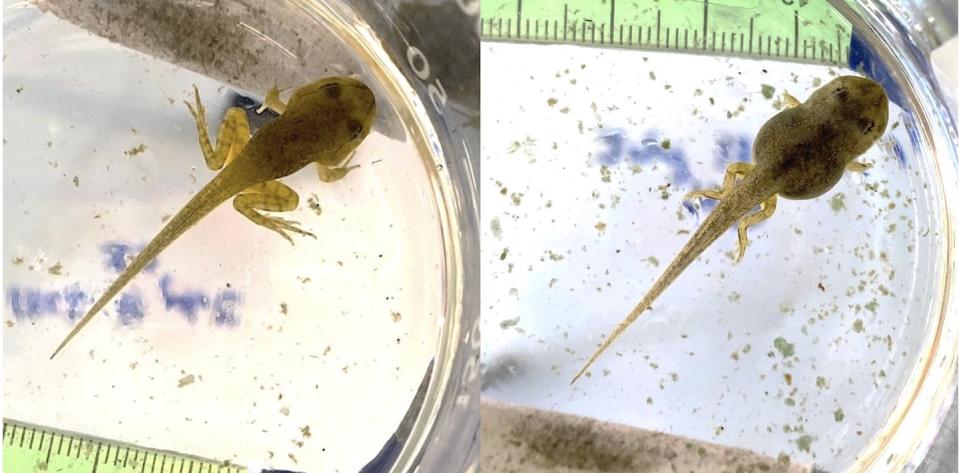 Tadpoles exposed to wastewater chemicals (right) show malformations not present in tadpoles raised in clean water (left) like shorter limbs, swollen bodies, and missing toes. (Chloe Robinson), Author provided