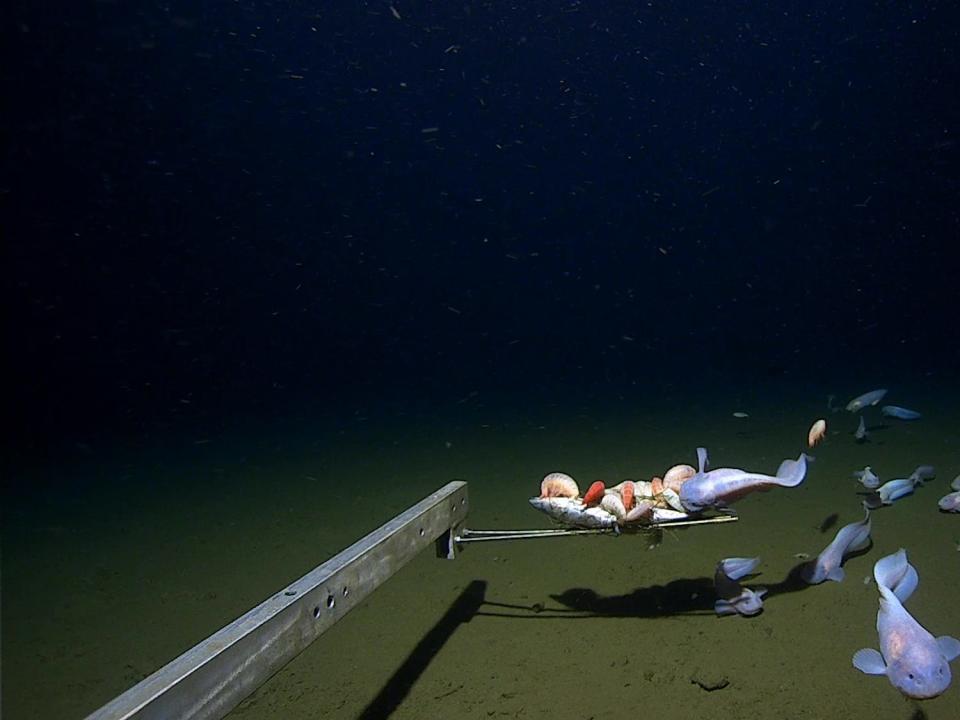 Snailfish from 7,500-8,200 meters in the Izu-Ogasawara Trench.