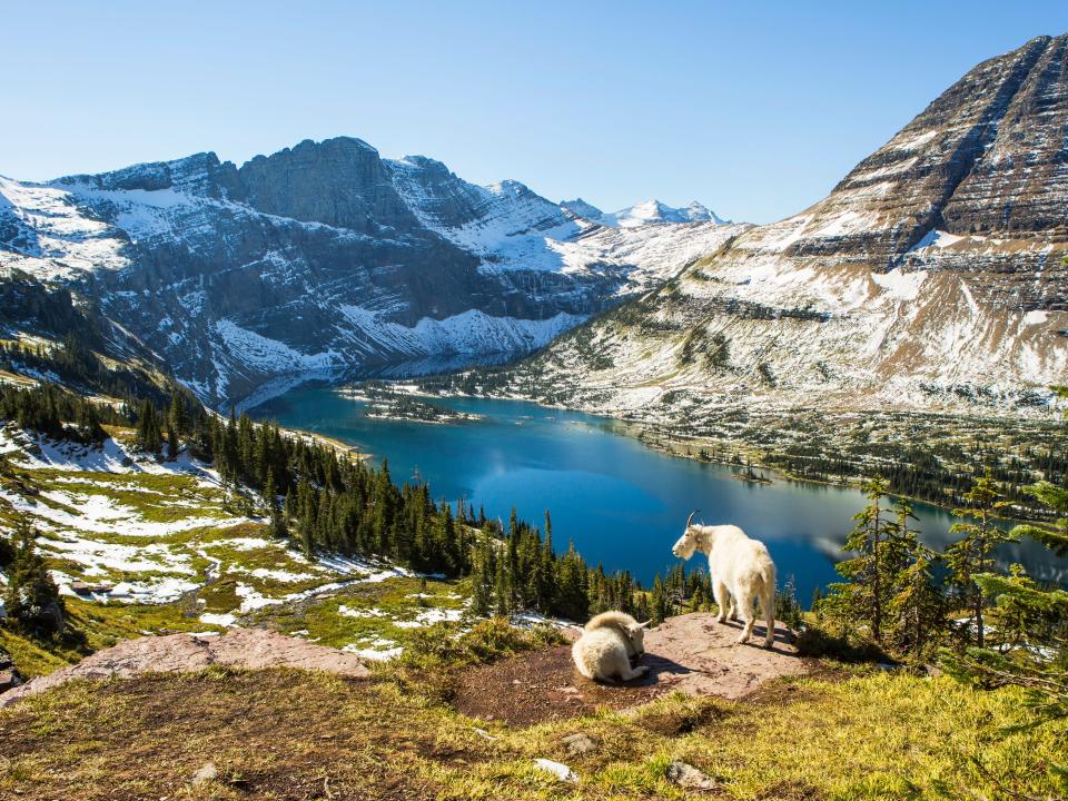 Goats standing on an overlook above a turquoise lake in the mountains.