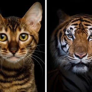 a side by side comparison of a cat and a tiger