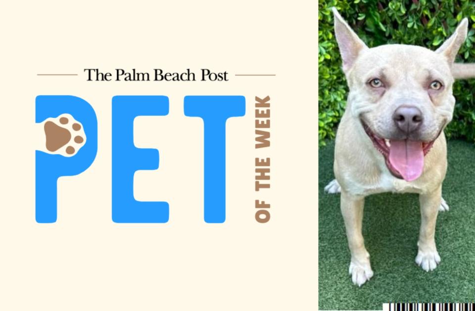 Pumba, a 2-year-old neutered male dog, is The Palm Beach Post's adoptable Pet of The Week!