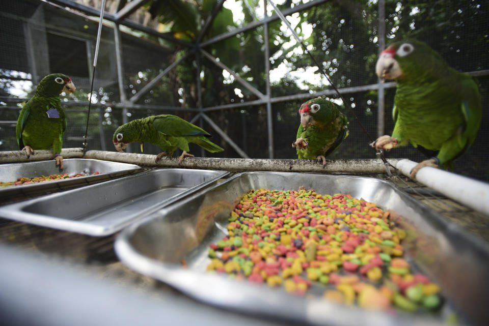 En esta imagen, tomada el 6 de noviembre de 2018, ejemplares de cotorra puertorriqueña comen en una jaula en las instalaciones de la Pajarera Iguaca en El Yunque, donde el Servicio de Pesca y Vida Silvestre de EEUU desarrolla un programa de recuperación de la especie junto al Servicio Forestal de EEUU y el Departamento de Recursos Naturales de Puerto Rico, en Río Grande, Puerto Rico. Aunque desde el paso de María han nacido docenas de crías tanto en cautividad como en la naturaleza, la especie sigue amenazada. (AP Foto/Carlos Giusti)