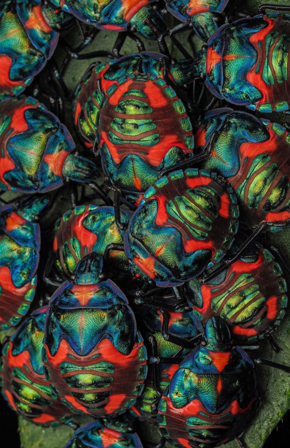 A cluster of brightly coloured cotton harlequin bugs