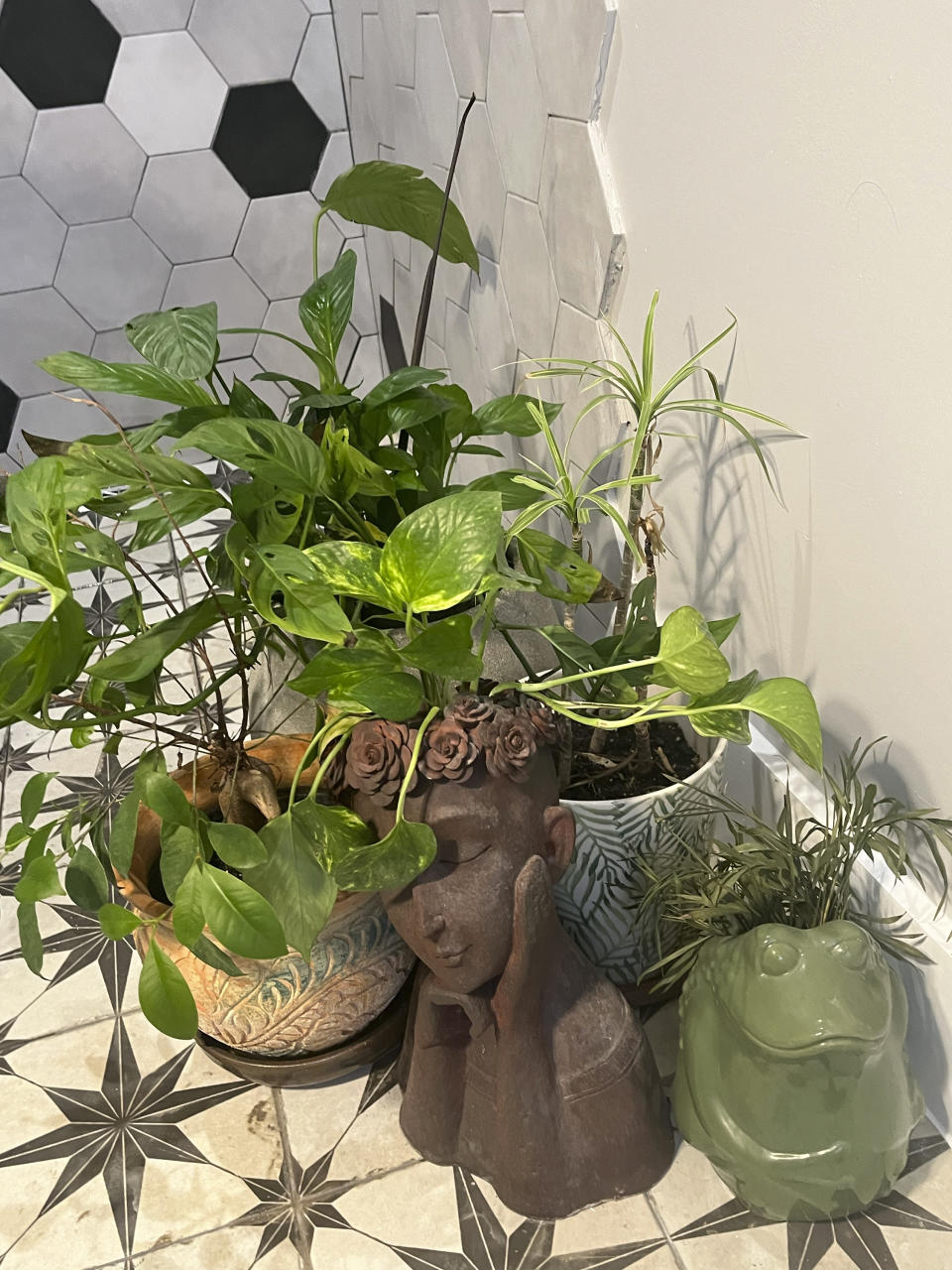 This Nov. 27, 2023, image provided by Stephanie Anderson shows an array of houseplants displayed as bathroom decor in Patchogue, New York. (Stephanie Anderson via AP)