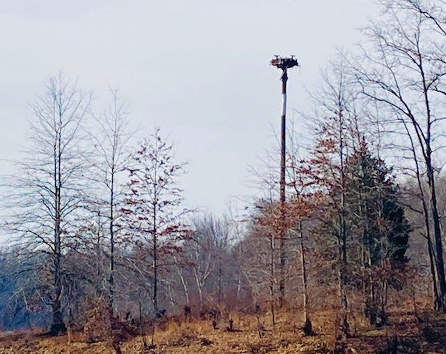 The empty Osprey nest awaits its new residents as seen from the lookout point across Lake Monroe.