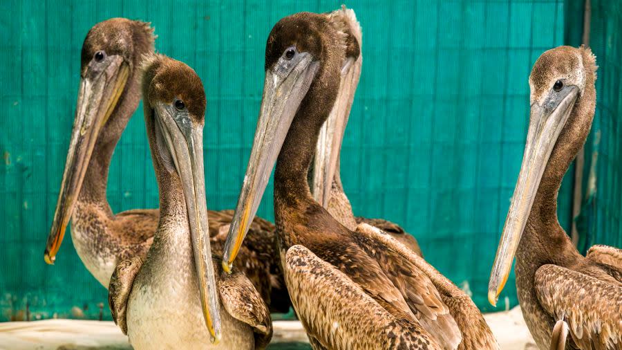 HUNTINGTON BEACH, CA - MAY 03: Brown pelicans that were starving recuperate at the Wildlife Care Center in Huntington Beach on Friday, May 3, 2024 after a mass stranding of species over the past few weeks. (Photo by Leonard Ortiz/MediaNews Group/Orange County Register via Getty Images)