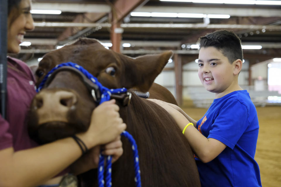 Vegas Patterson, 11, leans against Iris, an 18-month-old Santa Gertrudis show heifer owned by Sarah Barber, at the Celebrate the Possibilities Livestock Event in McKinney, Texas, on Saturday, Sept. 24, 2022. (AP Photo/Audrey Jackson)