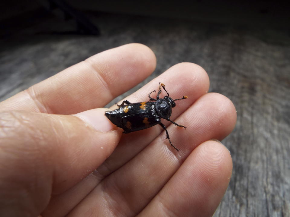 This November 2020 photo provided by Dr. Vanessa R. Lane shows a Nicrophorus orbicollis beetle in Georgia. Burying beetles scout for a dead mouse or bird, dig a hole and bury it, pluck its fur or feathers, roll its flesh into a ball and cover it in goop _ all to feed their future offspring. Now scientists think that goo might do more than just slow down decay. It also appears to hide the scent of the decomposing bounty and boosts another odor that repels competitors. (Vanessa R. Lane via AP)