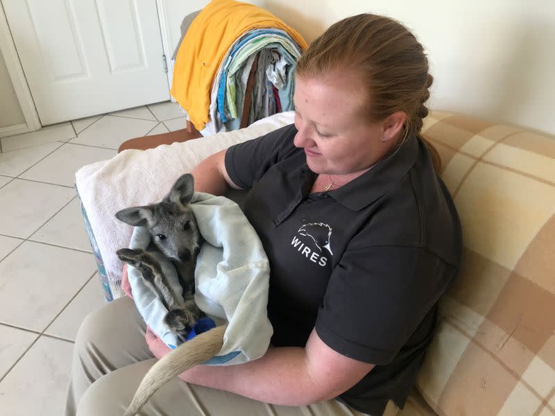 WIRES carer Christie Jarrett holds Pippa, a seven-month-old rescued orphaned wallaroo, in a homemade pouch at her home in Bathurst