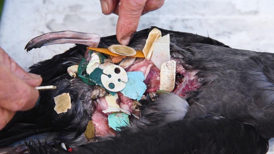 A bird's stomach, full of plastic debris. (Photo: Ian Hutton)