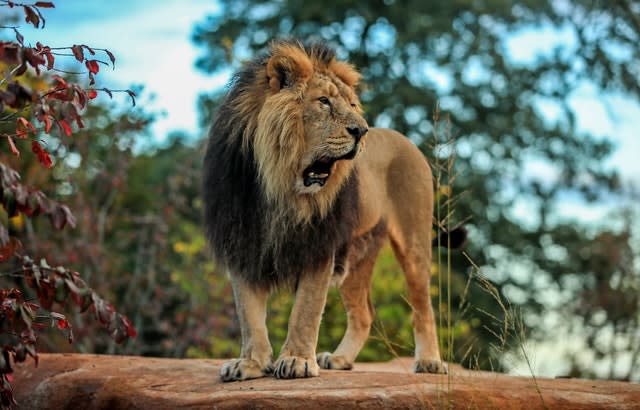 Chester Zoo opens new lion habitat