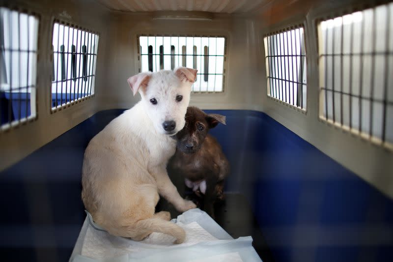 FILE PHOTO: Rescued dogs are seen as they wait for transport, at a dog meat farm in Wonju