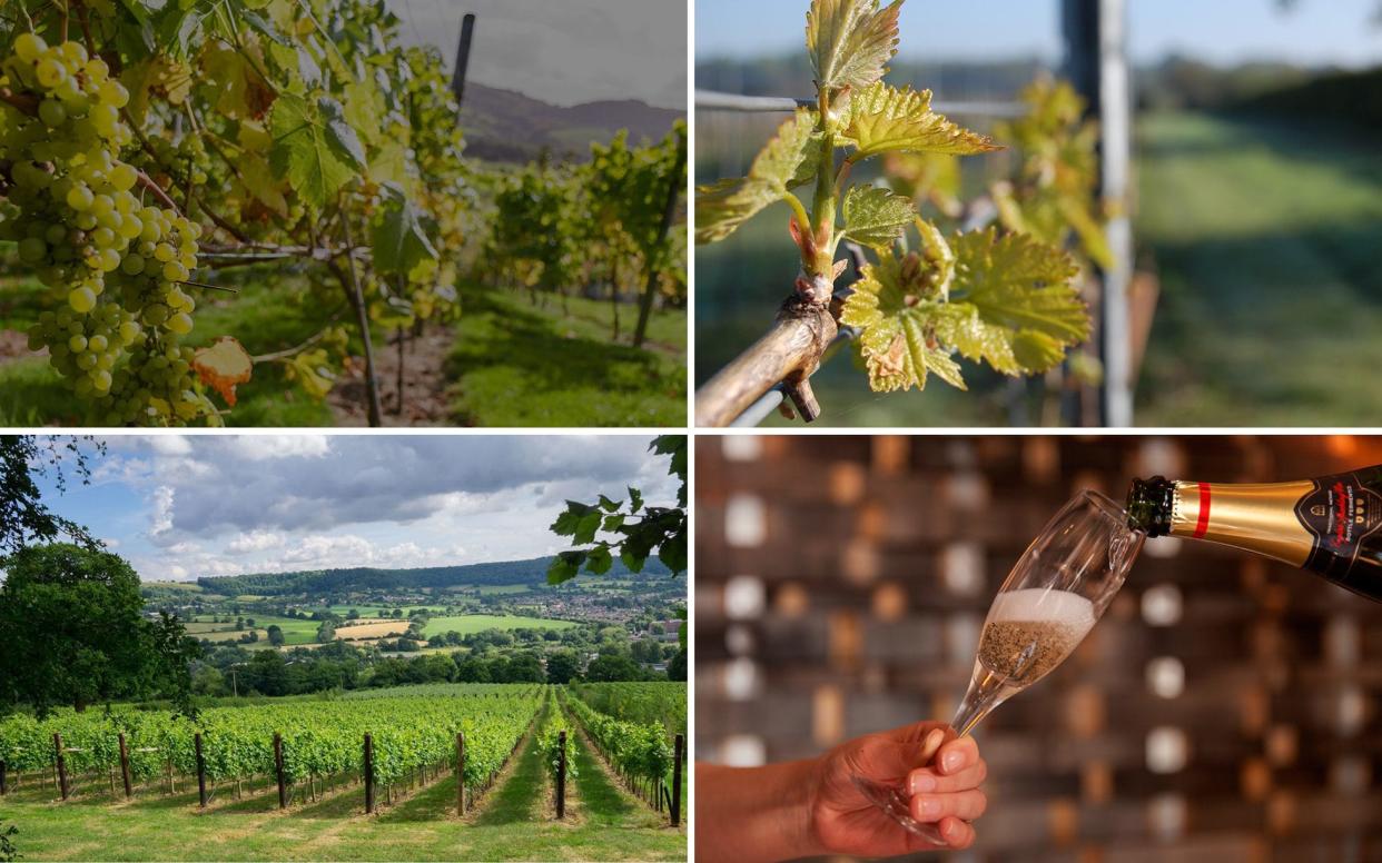 English Wine Week 2018: a timely excuse to raise a glass to the UK's growing viticulture industry