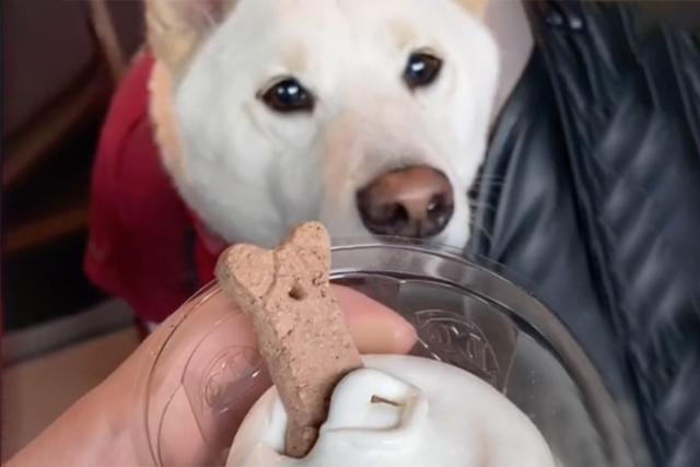 This NYC Ice Cream Shop Serves Special Pup Cups For Dogs - Secret NYC