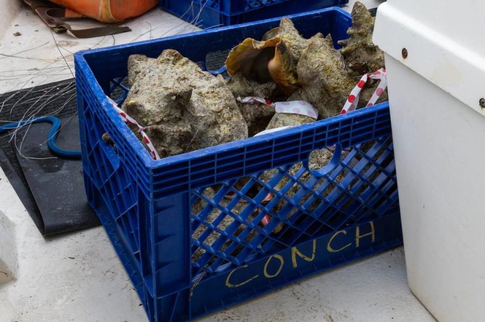 Tagged and measured Queen Conchs sit inside milk crates ready for transportation to deeper waters where the snails have a higher chance of successfully mating, after a dive with FWC on Monday, June 10, 2024, in Miami, Fla.