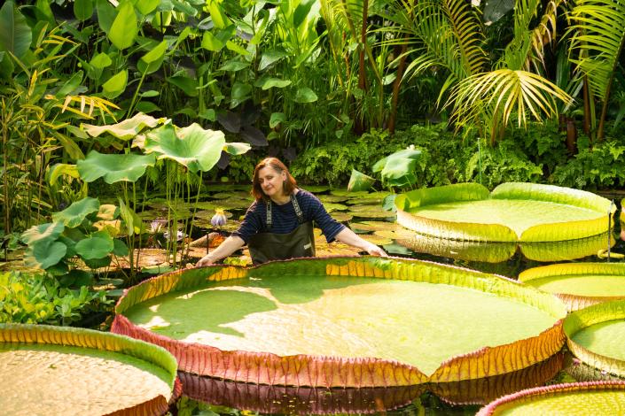 Nueva especie de nenúfar gigante (Dominic Lipinski / PA vía Getty Images)