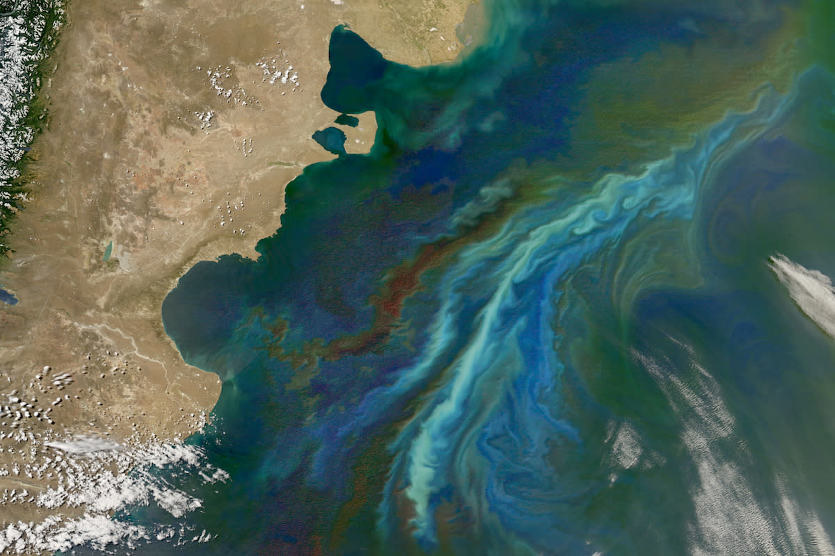 A phytoplankton bloom off the coast of Argentina. NASA