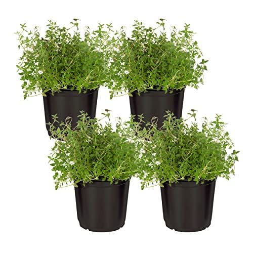 3) The Three Company Thyme Plant (4-Pack)