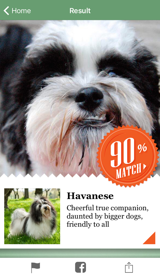 havanese