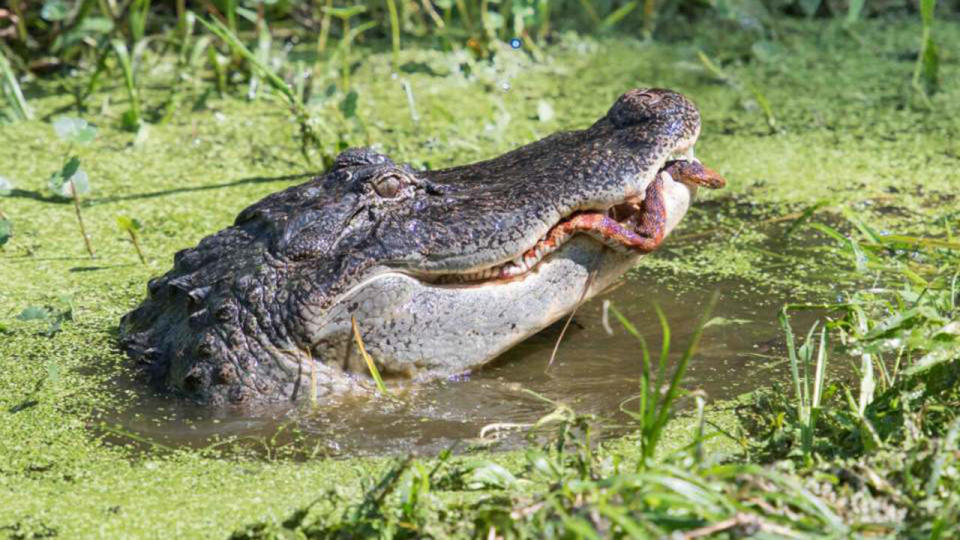 The snake tries to escape before the alligator clamps down its jaw on it