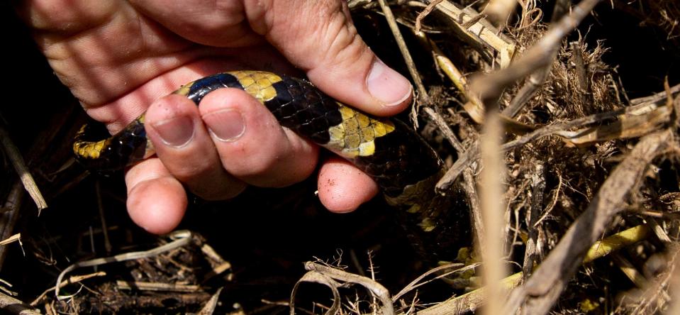 A male Burmese python with a radio transmitter is tracked by biologists with the Conservancy of Southwest Florida outside of Naples on Wednesday, April 26, 2023. The python is part of an effort to rid Southwest Florida of the invasive snakes. The concept involves releasing males with radio transmitters, which then find females. The males are radio tracked by the biologists, where they hopefully find large females with eggs that are then removed from the wild. The program is 10 years old. They have removed over 1,000 pythons and over 30,000 lbs. of snakes in those 10 years. 