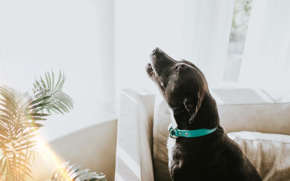 dog howling sitting next to interior window