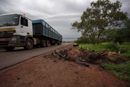 Dead cows are seen in the main road in Goudiry, Senegal, September 6, 2016. REUTERS/Mikal McAllister