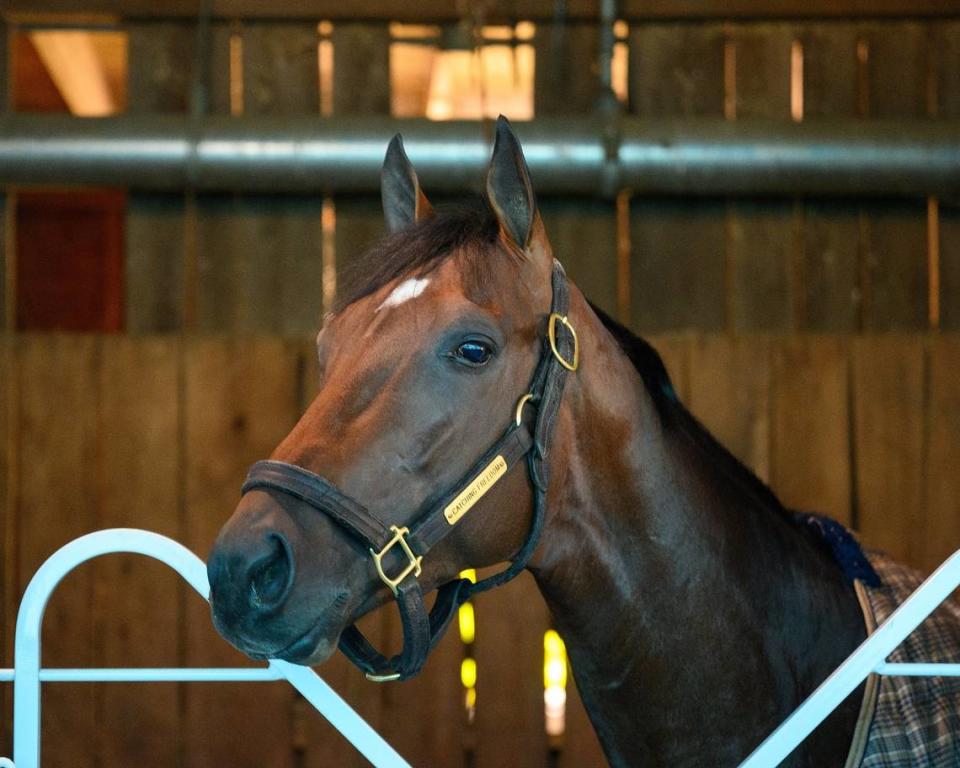 Catching Freedom won the Louisiana Derby on a fast track at Fair Grounds after finishing third in the Risen Star Stakes at the Louisiana venue on a sloppy track.