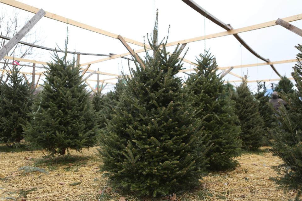 Christmas trees for sale are seen at Christmas Tree Lane at the waterfront in downtown Louisville. Dec. 16, 2014.