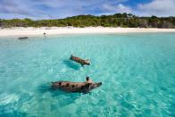 <p>Big Major Cay in the Bahamas is something of an enigma. The only inhabitants on the island are wild pigs, who over time have become accustomed to swimming in the sea. Naturally this phenomenon has drawn tourists to the island off Exhuma. </p><p>However, there were concerns last year when several pigs were found dead and tourists were blamed. According to the <em><a rel="nofollow noopener" href="https://www.washingtonpost.com/news/morning-mix/wp/2017/02/28/mysterious-wave-of-death-strikes-bahamas-famous-swimming-pigs/?noredirect=on&utm_term=.828e067b745b" target="_blank" data-ylk="slk:Washington Post;elm:context_link;itc:0;sec:content-canvas" class="link ">Washington Post</a>, </em>a Bahamian man who claims to have brought the pigs to the island suggested some tourists had been feeding them improperly.</p>