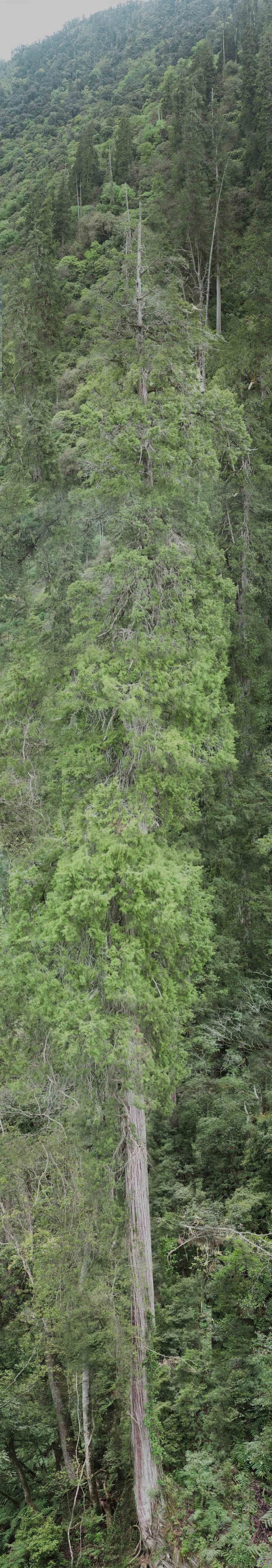 Full length image shows the huge cypress tree (Peking University)