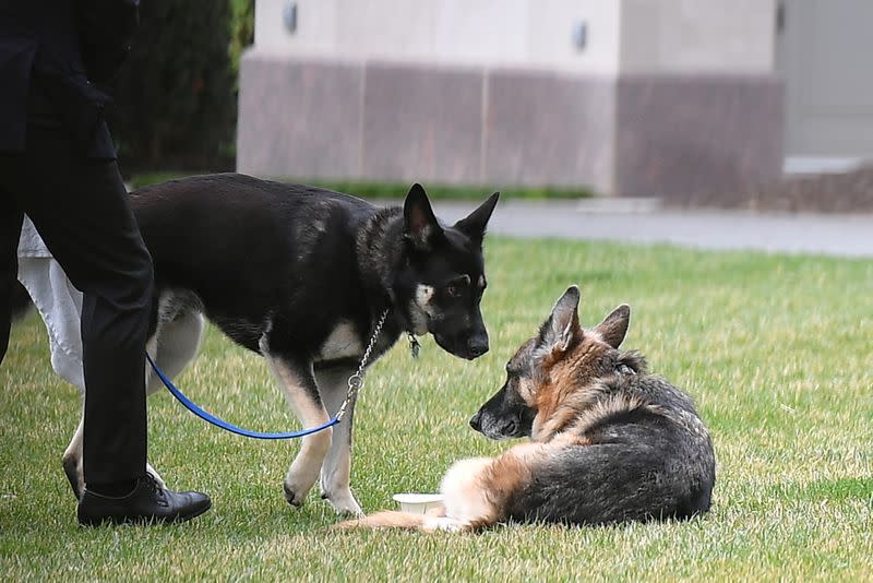 FILE PHOTO: U.S. President Joe Biden's dogs Champ and Major are seen on the South Lawn of the White House in Washington