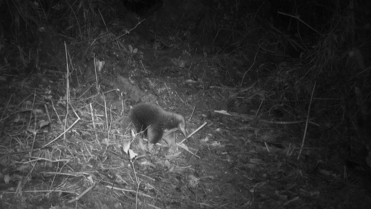 Attenborough's long-beaked echidna, photographed by a camera trap.