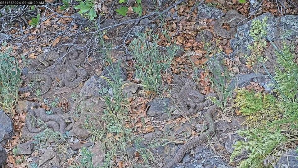 A new Cal Poly rattlesnake research livestream broadcasts video of a rare “mega-den” in Colorado that’s home to hundreds of snakes.
