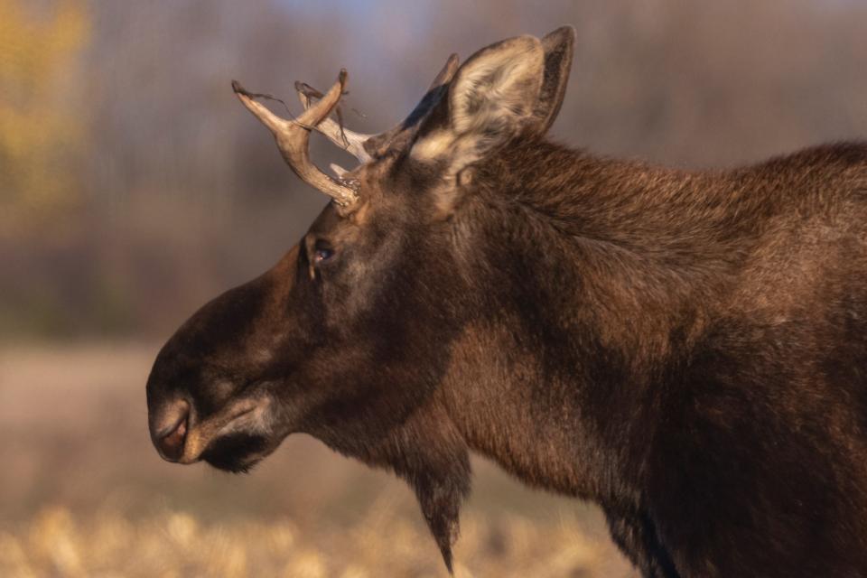 “It’s almost like seeing a unicorn,” Danielle Magnuson, who saw a moose for the first time in her life, said. “They’re just really beautiful animals, and we don’t get a chance to see them around our area.”