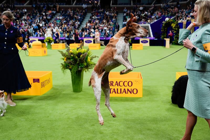 A Bracco Italiano jumps during the sporting group competition at the 148th Westminster Kennel Club dog show, Tuesday, May 14, 2024, at the USTA Billie Jean King National Tennis Center in New York. | Julia Nikhinson