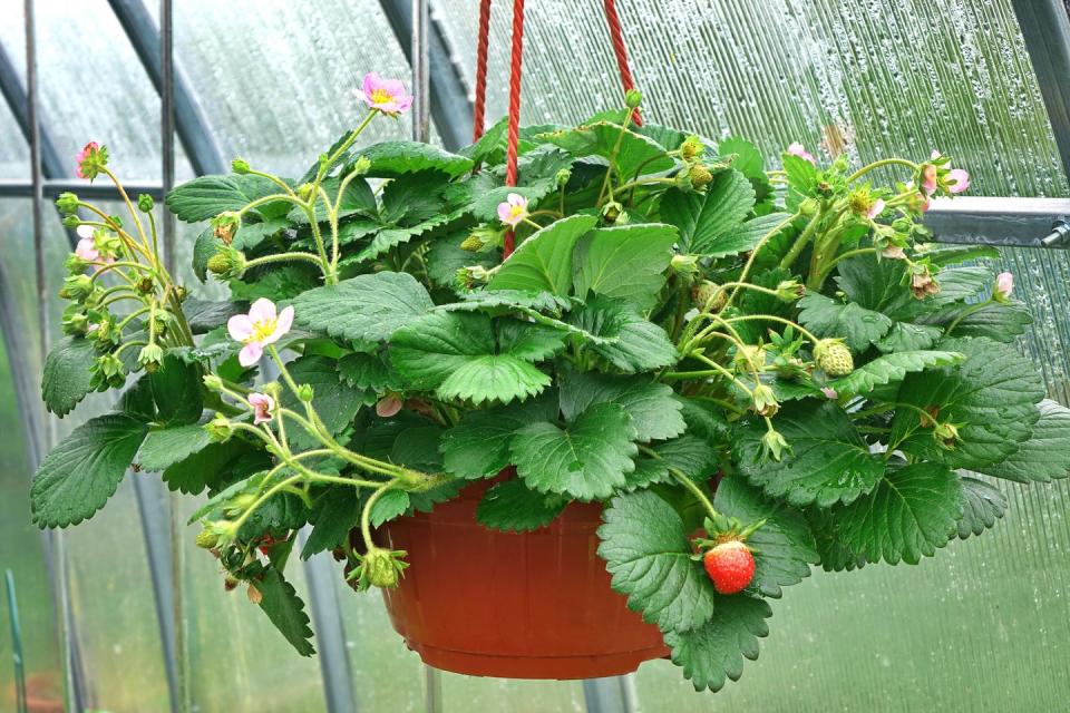 best indoor and outdoor hanging plants strawberries