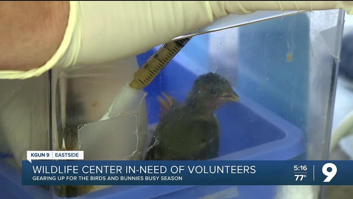 “Keep Tucson wild”: Tucson Wildlife Center seeking volunteers for 'bird and bunny season'