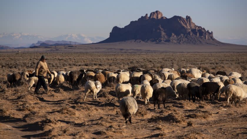 TWO GREY HILLS, NEW MEXICO -- TUESDAY, NOVEMBER 13, 2018: Irene Bennalley walks her herd of Navajo-C