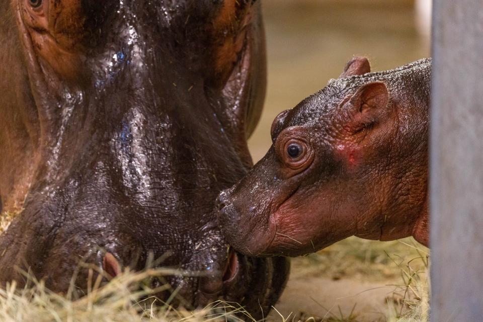 Dallas Zoo Welcomes Baby Hippo