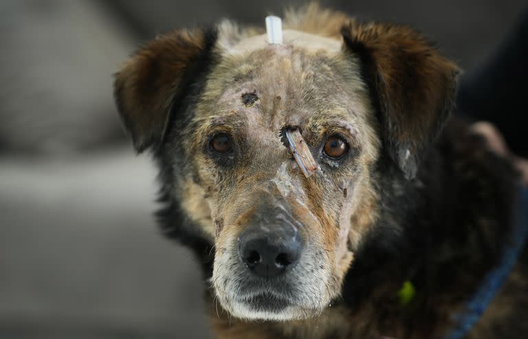 Un perro herido en el centro de la fundación ADA en Przemysl, sureste de Polonia, el 28 de marzo de 2022