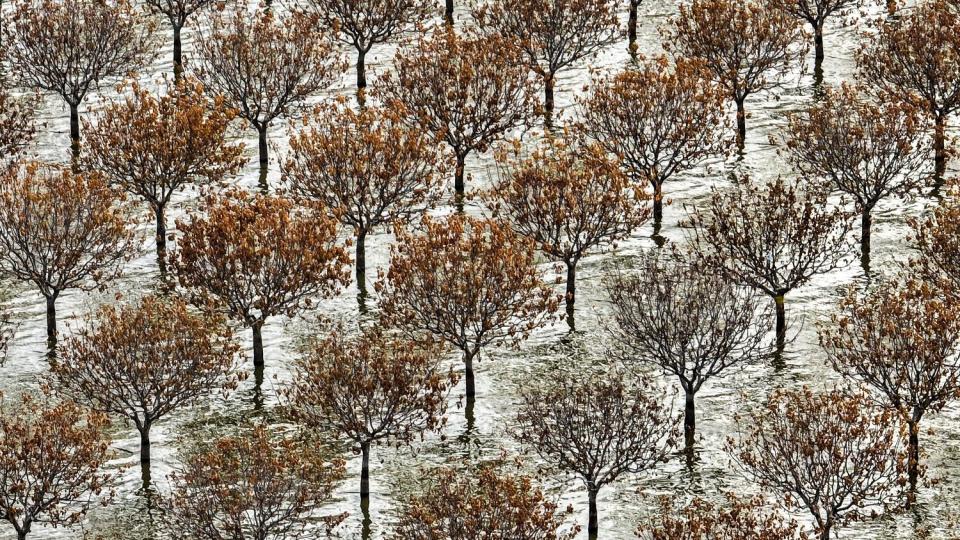 Dead and dying pistachio trees remain on a Hanson Farms ranch.