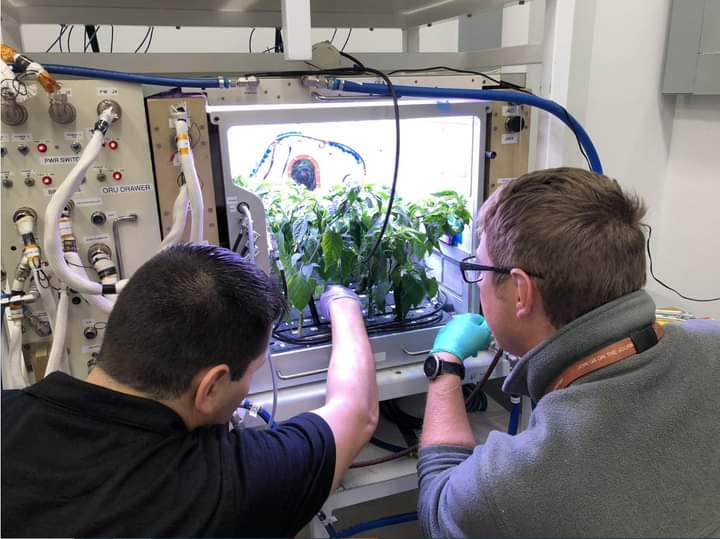 Astrobotanist Matt Romeyn, right, and engineering plant scientist Jacob Torres are seen during a test on NASA's Plant Habitat-04 experiment, through which, for the first time, astronauts grew peppers aboard the International Space Station.